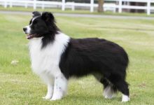 Photo of Border collie Without Tail