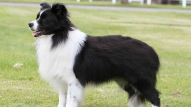 Photo of Border collie Without Tail