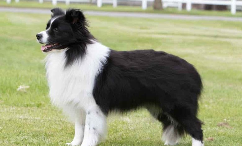 Border collie Without Tail