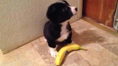 Photo of Can Border Collie Eat Banana