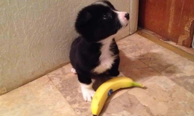 Can Border Collie Eat Banana