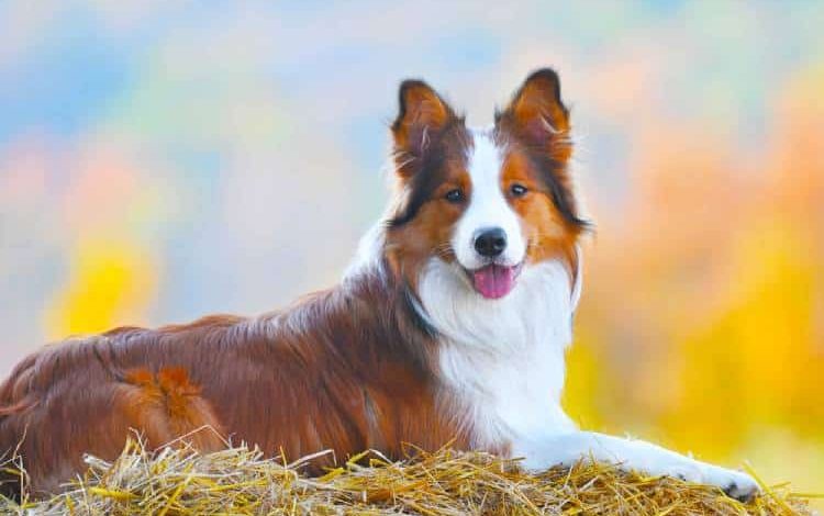 Can Border Collie live in India