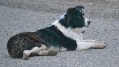 Photo of Can Border Collies kill you