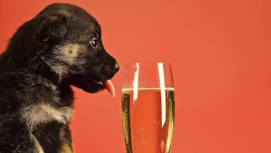 Photo of Can Dogs Drink Wine?