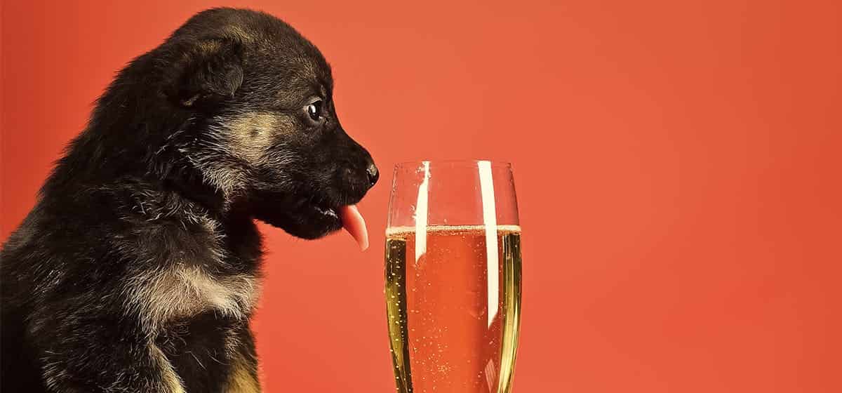 Can Dogs Drink Wine