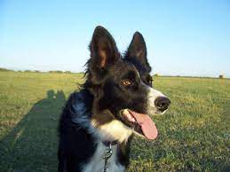 Causes of Border Collie Collapse
