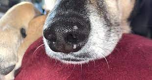 Causes of White Spots on Dog Nose