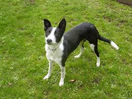 Characteristics of Whippet Border Collie Cross