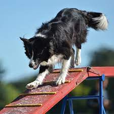 Common Challenges and Solutions for Border Collies Training