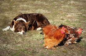 Common Challenges and Solutions on Border Collies protecting chickens