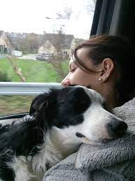 Common Myths and Misconceptions about Border Collies Hugging