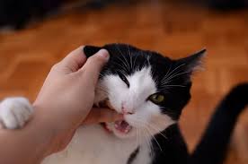 Common misconceptions about Cats licking your hand