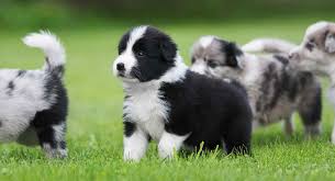 Considerations for Adopting a Border Collie
