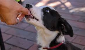 Consistency and Structure in Border Collies Training