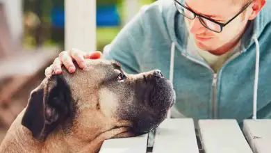 Photo of Coping with the Loss: How to Honor and Remember Your Beloved Dog Passed Away