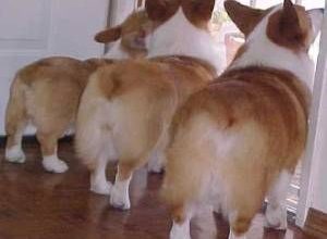 Photo of Corgi with Tail vs Without
