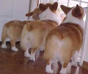 Corgi with Tail vs Without | Collies Life