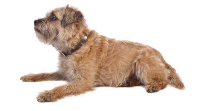 Photo of Cost of Border Terrier Puppies