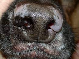 Diagnosis and Treatment of the white spots on your dog nose