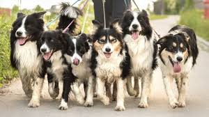 Photo of Do Border Collies Come From Wolves