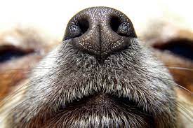 Photo of Dogs Chapped Nose: Causes, Treatment, and Prevention