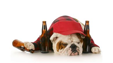 Photo of Unleash the Secret: Dogs + Alcohol = Unforgettable Fun!
