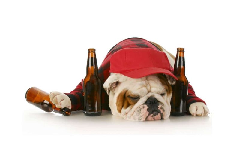 Dogs alcohol