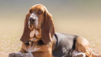 Photo of Dogs with Droopy Ears