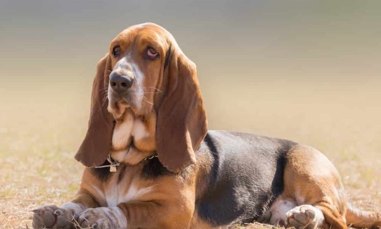 Dogs with Droopy Ears
