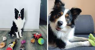 Examples of Border Collie intelligence
