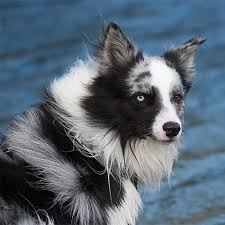 FAQs (Frequently Asked Questions) on Border Collies Hair Growth