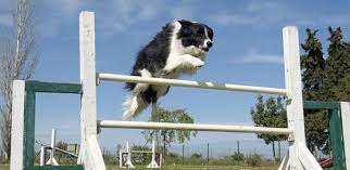 FAQs about Border Collies Collapse condition