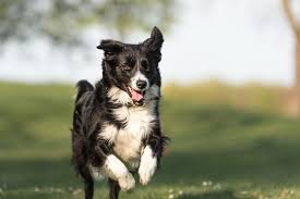 FAQs about Border Collies IQ and intelligence