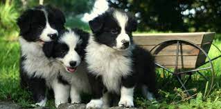 FAQs about Border Collies Training