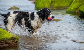 FAQs about Border Collies and Water