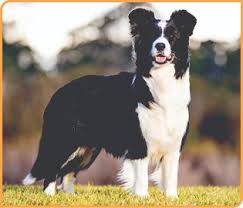 FAQs about Border Collies and who they are best for