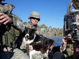 FAQs about Border Collies as Protective Watchdogs