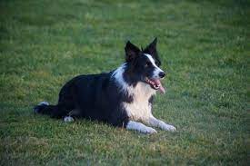FAQs about Border Collies smell
