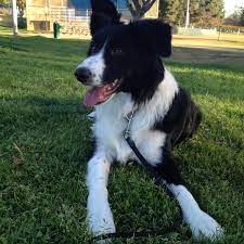 FAQs about Border Collies