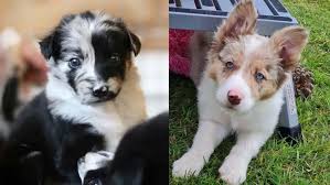 FAQs about Border collies Adoption