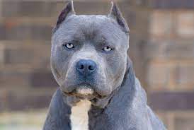FAQs about Pitbulls with Blue Nose