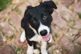 FAQs about Whippet Border Collie Cross