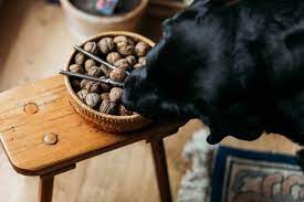 FAQs about are walnuts good for dogs