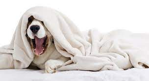 FAQs about dogs sleeping under blankets