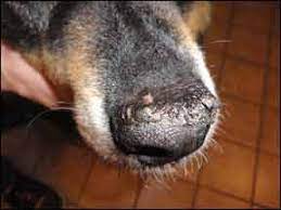 FAQs about white spots on dog nose