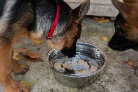 FAQs about why German Shepherds drink so much water