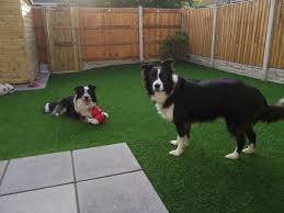 Factors Affecting Border Collie Growth