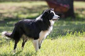 Factors Influencing the Cost of Border Collies