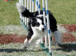 Factors That Contribute to Border Collies Intelligence