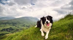Factors That Contribute to Odor of Border Collies